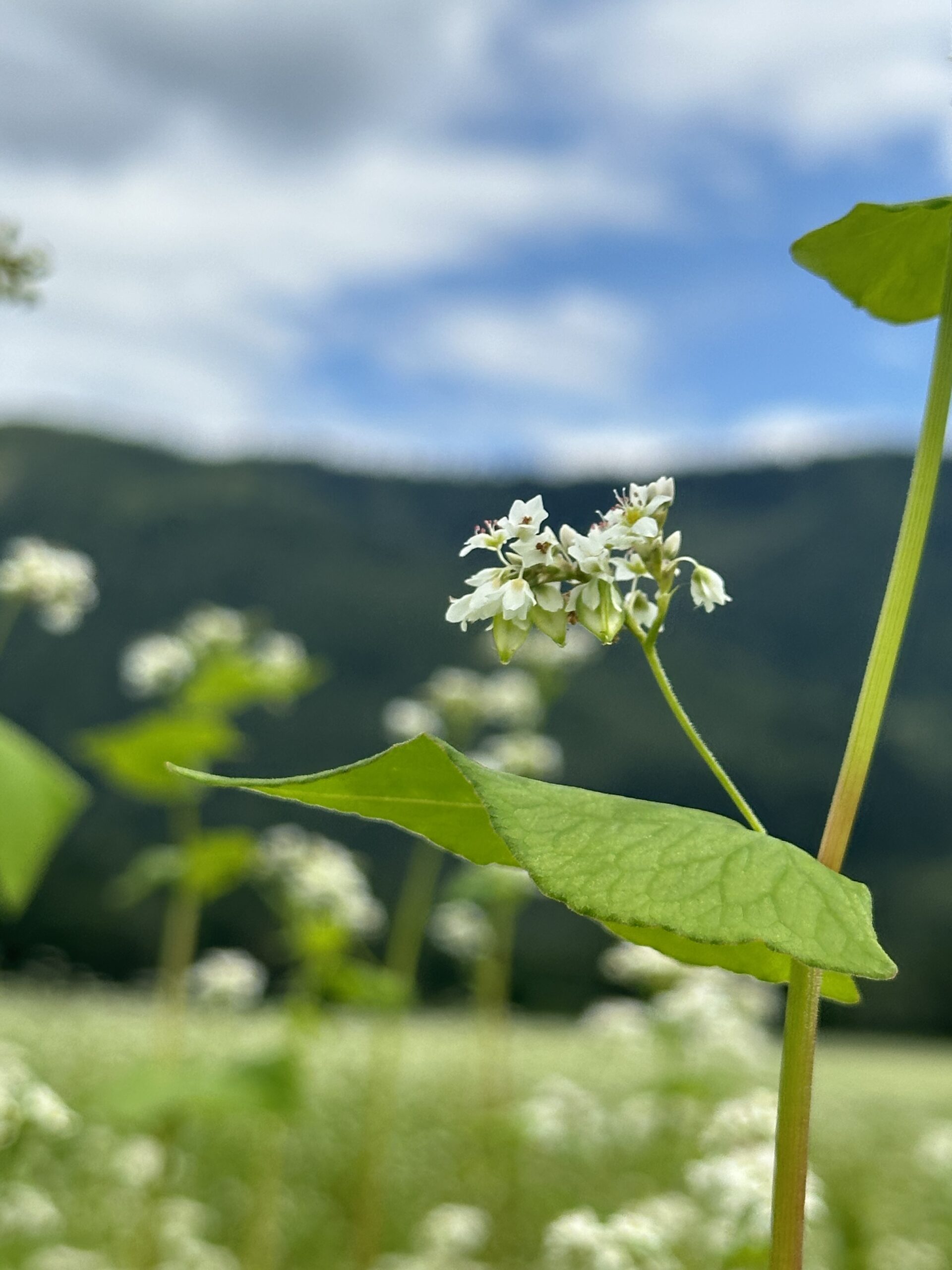 そば製粉所すずきのこだわり